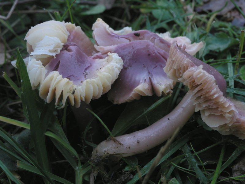 Hygrocybe calyptriformis ?